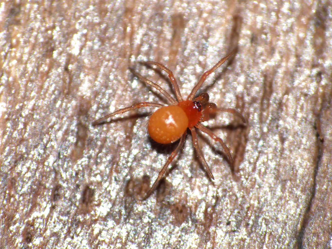 Theridion Musivum e Crustulina sticta? - Palidoro(RM)